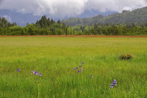 Siberian iris