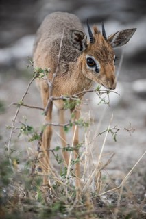Kirk dikdik or kirk's dik-dik
