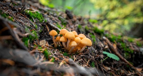 Grey-leaved or Smoke-leaved conifer tuft
