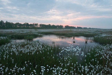 Hare's-tail cottongrass