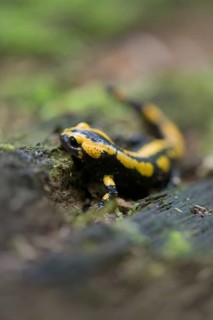 Feuersalamander