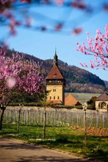 Bluehende Mandelbaeume am Geilweilerhof