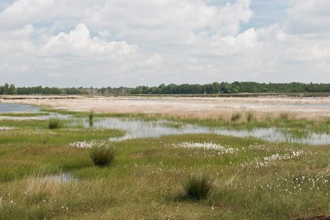 Narrow-leaved cotton grass