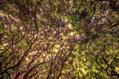 A bush of a rhododendrons