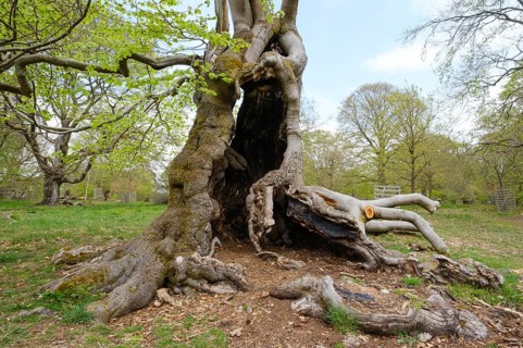 Knotty beech