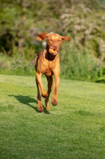 Young Vizsla male