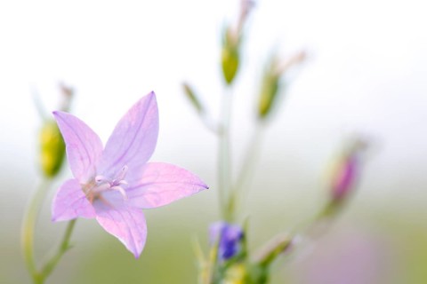 Blur experiment on a flowering meadow in summer