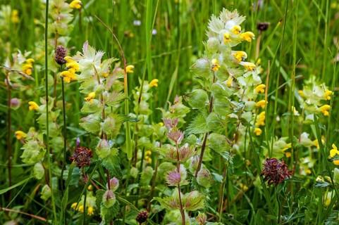 Greater yellow rattle