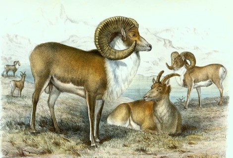 Tibetan Argali