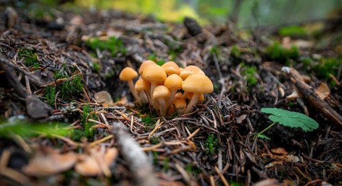 Grey-leaved or Smoke-leaved conifer tuft