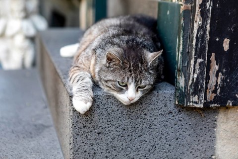 Hauskatze