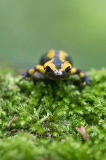Feuersalamander