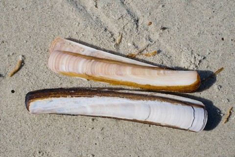 Schwertfoermige Scheidenmuschel