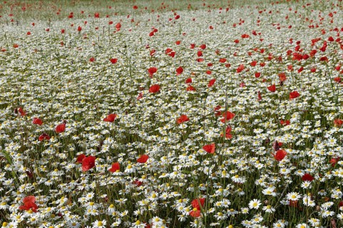 Flowering marguerites