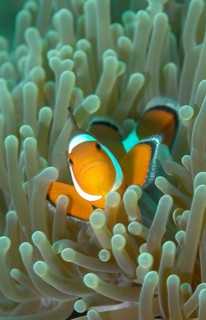 Frontal view of ocellaris clownfish