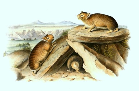American whistling hare