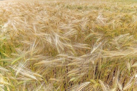 Wheat field in spring in plain. Alsace