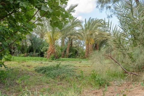 Palm trees in gardens of oasis in spring. Morocco