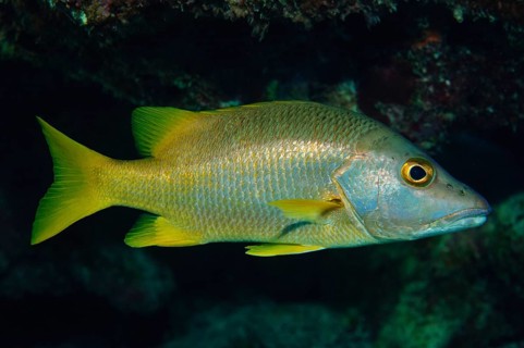 Close-up of Schulmeister snapper