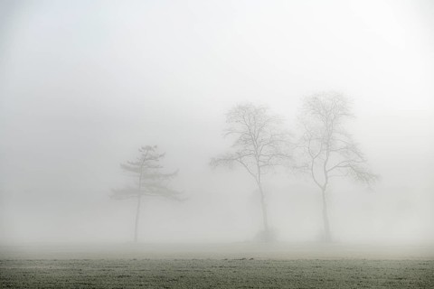Baumgruppe im Nebel bei Sonnenaufgang