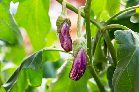Eggplant