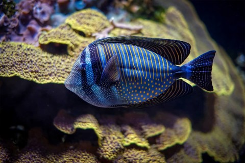 Red Sea sailfin tang
