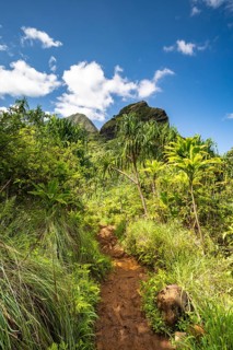 Vegetation entlang des Kalalau Trail