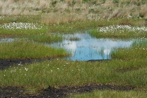 Narrow-leaved cotton grass
