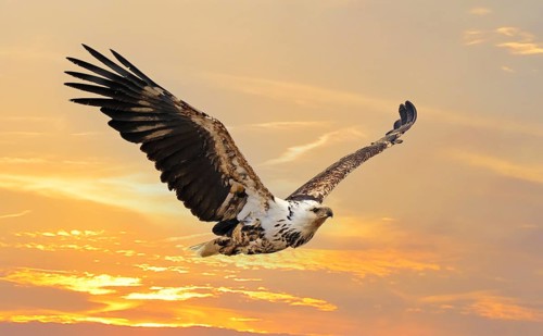 African fish eagle