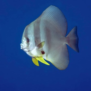 Round-headed batfish