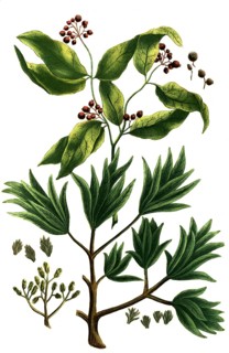 Caryophyllus regius girophle