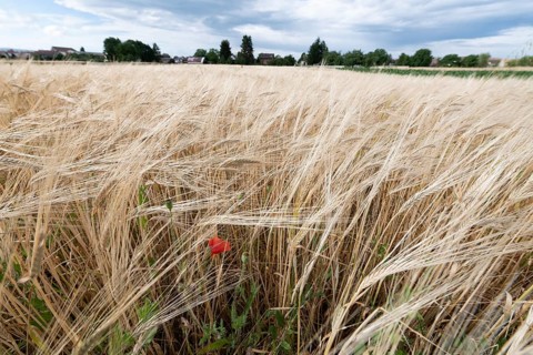 Wheat field in spring in plain. Alsace
