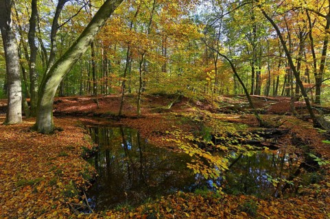 Rotbach in the autumnal Hiesfeld Forest