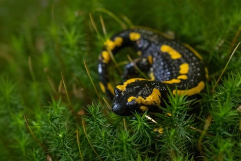 Feuersalamander
