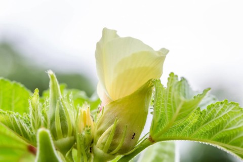 Blooming okra plant in garden