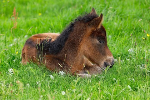 Young Icelandic horse