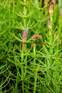 Marsh horsetail