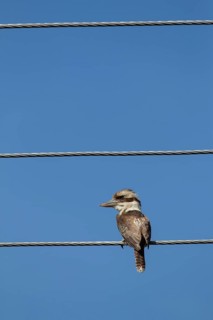Laughing kookaburra