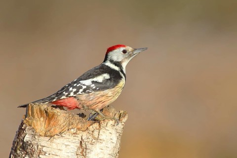 Middle spotted woodpecker