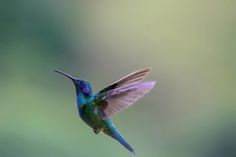 Mexican violetear