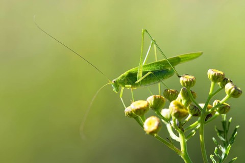 Gemeine Sichelschrecke
