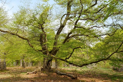 Knotty beech