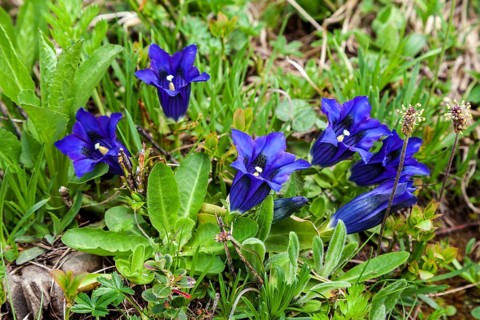 Pebble bell gentian