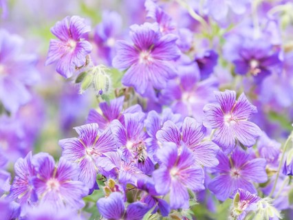 Large cranesbill