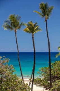 Palm trees in front of turquoise sea