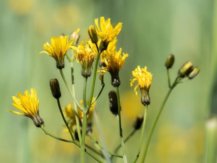 Rough hawksbeard