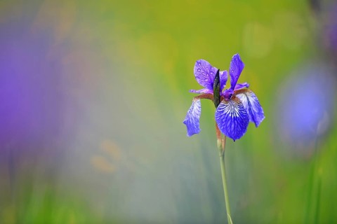 Siberian iris