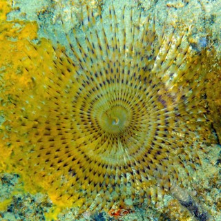 Close-up of tentacles of tubeworm mediterranean fanworm