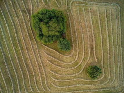 Hay harvest