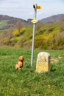 Hungarian or Magyar Vizsla or Smooth-Haired Vizsla